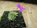 rectifolia x spec. Tolantongo rectifolia x spec. Tolantongo