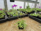 emarginata x moctezumae emarginata x moctezumae