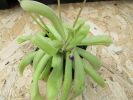 emarginata x moctezumae emarginata x moctezumae