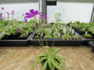emarginata x moctezumae emarginata x moctezumae