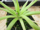 gypsicola x moctezumae gypsicola x moctezumae