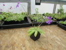spec. ANPA Hybride spec. ANPA Hybride