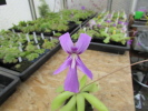 spec. ANPA Hybride spec. ANPA Hybride