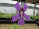 spec. ANPA Hybride spec. ANPA Hybride