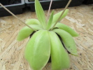 spec. ANPA Hybride spec. ANPA Hybride
