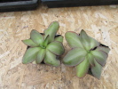 potosiensis potosiensis