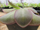 potosiensis potosiensis