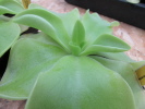 moranensia var. alba moranensia var. alba