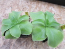 moranensia var. alba moranensia var. alba