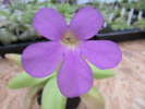 colimensis x gigantea colimensis x gigantea