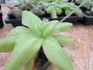 colimensis x gigantea colimensis x gigantea