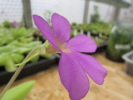 colimensis x gigantea colimensis x gigantea