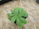 moranensia var. orchidioides moranensia var. orchidioides