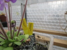 pilosa x crassifolia pilosa x crassifolia