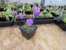pilosa x crassifolia pilosa x crassifolia