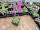 spec. Mazatekas Hybride spec. Mazatekas Hybride