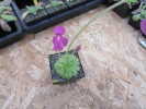 spec. Mazatekas Hybride spec. Mazatekas Hybride