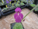spec. Mazatekas Hybride spec. Mazatekas Hybride