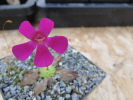 crassifolia crassifolia