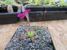 crassifolia crassifolia