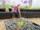 crassifolia crassifolia