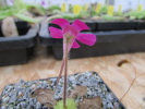 crassifolia crassifolia