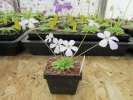 pilosa x rotundiflora pilosa x rotundiflora
