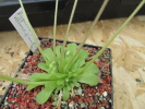 pilosa x rotundiflora pilosa x rotundiflora