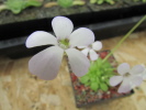 pilosa x rotundiflora pilosa x rotundiflora