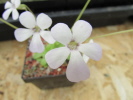 pilosa x rotundiflora