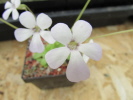 pilosa x rotundiflora pilosa x rotundiflora