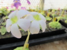 agnata scented flower agnata scented flower