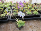 agnata scented flower agnata scented flower