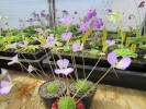 esseriana esseriana