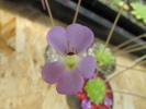esseriana esseriana