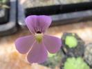 jaumavensis jaumavensis