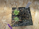 moranensis.var.orchidioides x martinezii P615 (CM) moranensis.var.orchidioides x martinezii P615 (CM)