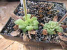 moranensis.var.orchidioides x martinezii P615 (CM) moranensis.var.orchidioides x martinezii P615 (CM)