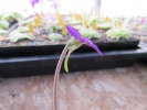 moranensis.var.orchidioides x martinezii P615 (CM)