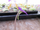 moranensis.var.orchidioides x martinezii P615 (CM) moranensis.var.orchidioides x martinezii P615 (CM)