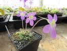 laxifolia laxifolia