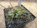 laxifolia laxifolia