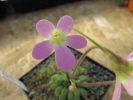 laxifolia laxifolia
