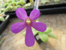 laueana x gigantea alba laueana x gigantea alba