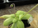 laueana x gigantea alba laueana x gigantea alba