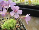 rotundiflora rotundiflora