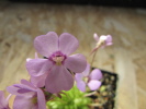 rotundiflora rotundiflora