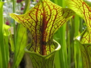 flava var. ornata flava var. ornata