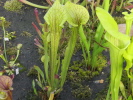flava var. ornata flava var. ornata
