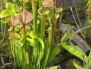 flava var. cuprea Typ veined flava var. cuprea Typ veined